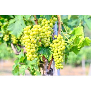 Vinič stolový (Vitis Vinifera) ´BIANCA´ - výška 30-50 cm, kont. C1L